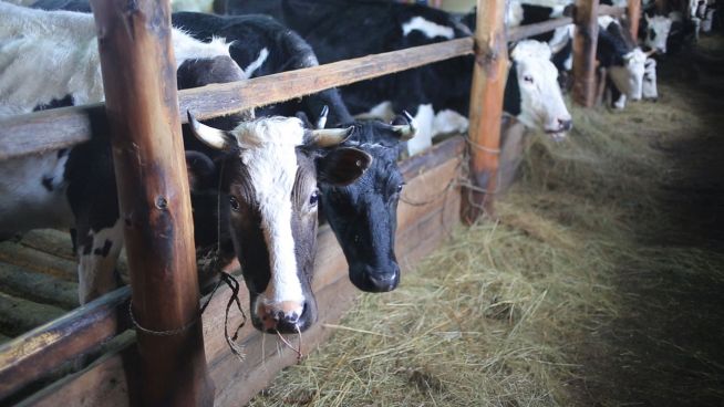 Warum eine vegane Ernährung hilft, den Planeten zu retten